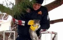 Burhaniye’de kedi mahalleliyi ayağa kaldırdı Ağaçta mahsur kalan kedi için mahalle sakinleri itfaiyeyi telefon yağmuruna