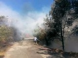 Balıkesir’in Edremit ilçesi’nde meydana gelen orman yangını zamanında müdahale ile