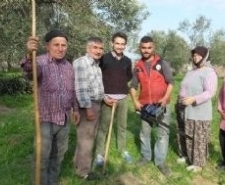 Burhaniye, Edremit, Havran, Gömeç ve Ayvalık ilçelerindeki zeytinlerin fazla dalları