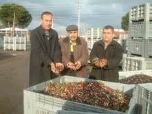 Türkiye’nin en önemli zeytin üretim merkezlerinden Balıkesir’in Burhaniye ilçesinde, Tariş 
