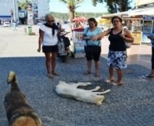 Sıcaktan Fenalaşan Sokak Köpeği Vatandaşlar Sayesinde Hayata Döndü Balıkesir’in Ayvalık ilçesinde aşırı sıcaktan bunalan bir sokak köpeğini vatandaşlar