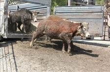 Kurban fiyatları düşebilir Yaklaşan Kurban Bayramı öncesi Bulgaristan'dan Türkiye'ye yaklaşık 35 bin küçükbaş
