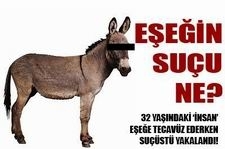 KİM EŞEK Aç kalınca yiyecek bulmak için dağlara çıkan bir
