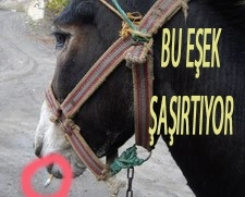 BU EŞEK SİGARA İÇİYOR
