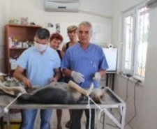 Balıkesir’in Burhaniye ilçesinde, Belediye Veterinerliği Sokak köpeklerini kısırlaştırıyor. Bir günde