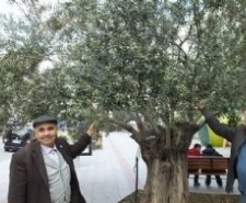 Türkiye’nin en önemli zeytin üretim merkezlerinden Balıkesir’in Burhaniye ilçesinde, Nisan