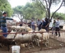 KURBAN SATICILARI UMDUĞUNU BULAMADI Balıkesir’in Ayvalık ilçesinde, Kurban Bayramında kurbanlık satıcıları umduklarını bulamadı. Her