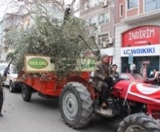ZEYTİN HASAT SONU ŞENLİKLERİ YAPILDI Kortey yürüyüşüne develer, yağlı güreş pehlivanları, traktörleri ile çiftçiler ve