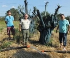 EDREMİTLİ FİDANCI ANITLAŞMIŞ ZEYTİN AĞAÇLARINA SAHİP ÇIKTI Balıkesir’in Edremit ilçesinde, fidancılık yapan Muhabbet Özkan, yol geçen yerlerden