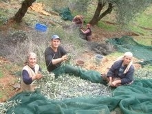 Türkiye’nin en önemli zeytin üretim merkezlerinden olan Balıkesir’in Burhaniye ilçesinde,