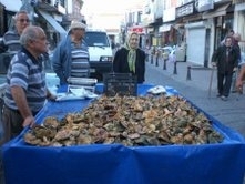 Balıkesir’in Ayvalık ilçesinde önceki hafta yağan yağmurların ardından çam ağaçlarının