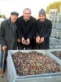 Türkiye’nin en önemli zeytin üretim merkezlerinden Balıkesir’in Burhaniye ilçesinde, zeytin