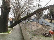 Balıkesir’in Edremit ilçesinin girişini süsleyen çınar ağacı çürüyerek yıkıldı.   