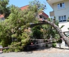  Yol kenarındaki yaşlı bir çam ağacı gölgesinde park halinde