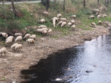 EDREMİT ÇAYI SİYAH RENKTE AKIYOR ÇAYA AKITILAN ZEYTİN KARASULARI ÇAYIN RENGİNİ DEĞİŞTİRDİ
