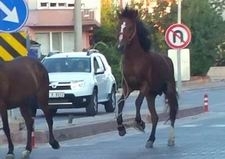 Edremitte atlar trafikte şahlanarak gidiyor Edremit ilçesinde caddelerde sürü halinde dolaşan başı boş atlar trafiği