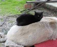 BURHANİYE’ DE KEDİLERLE DOST OLAN KÖPEK İLGİ ODAĞI OLDU Balıkesir’in Burhaniye ilçesinde, bir sokak köpeğinin kedilerle dostluğu görenleri şaşırtıyor.