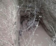 HAVRAN’DA DAĞDAN İNEN DOMUZLAR SU DOLU ÇUKURA DÜŞTÜ Balıkesir’in Havran ilçesinde, yağmur suyu dolu olan çukura düşen yaban