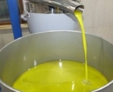 Balıkesir’in Burhaniye ilçesinde, yağmurun düşmesiyle birlikte yeşil zeytin hasadına başlanırken,