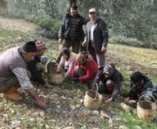 Türkiye’nin en önemli zeytin üretim merkezlerinden Balıkesir’in Burhaniye ilçesinde, 3