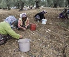AKDENİZ ZEYTİNYAĞINDA “BENDE VARIM” DEDİ Türkiye’nin zeytinyağı üretiminin yüzde 70 ile 75’in karşılayan Ege ve