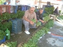 Balıkesir’in Burhaniye ilçesinde, sebze dikim sezonu başlarken, pazarlarda da fide
