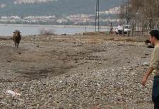 ALTINOLUK'TAN KAÇAN DANA KÜÇÜKKUYU'YA 10 KM KOŞTU, DENİZDE 3 KM
