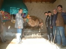 Balıkesir’in Burhaniye ilçesinde, kış aylarının gelmesiyle güreş develeri birer birer