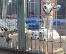 Ayvalık’ta hayvan severler köpek barınağında buluştu Balıkesir’in Ayvalık ilçesinde, onlarca hayvan sever Ayvalık Belediyesi’ne ait Köpek