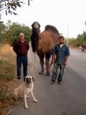 Balıkesir’in Burhaniye ilçesinde, sonbahar aylarının gelmesiyle birlikte güreş develeri de