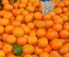 Edremit körfezinde bu yıl da umduğunu bulamayan mandalina üreticileri kara