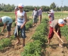 TARIM KAMPI BÜYÜK İLGİ GÖRÜYOR Burhaniye Belediye Başkanı Necdet Uysal’ın, okulları tatil olan öğrenciler için