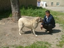 Balıkesir’in Burhaniye ilçesinde, belediye işçisi Kerim Küçükköker’in evinin önündeki köpeği