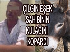  HIRÇIN EŞEK SAHİBİNİN KULAĞINI KOPARDI   Balıkesir’in Edremit ilçesinde bir eşek,