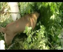 EDREMİT‘TE SATIŞA HAZIR VAZİYETTE ESRAR MADDESİ ELE GEÇİRİLDİ Balıkesir’in Edremit ilçesinde, 545 gram esrar maddesini dedektör köpek buldu.Edinilen