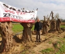 300 YAŞINDAKİ ZEYTİN AĞAÇLARINI YOK OLMAKTAN KURTARIYOR Balıkesir’in Edremit ilçesinde zeytin fidanı üreticiliği yapan bir firma inşaatlar