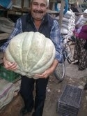 40 KİLOLUK BALKABAĞI İLGİ GÖRDÜ Balıkesir’in İvrindi ilçesine bağlı Kayapa beldesinde çiftçilik yapan İsmail Orman’ın