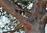 KEDİ KURTARMA OPERASYONU Balıkesir’in Edremit ilçesinde, reklam tabelasının üzerinde 3 gün mahsur kalan