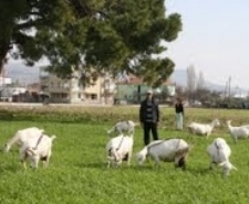 Balıkesir’in Ayvalık ilçesine bağlı Altınova beldesinde, bir çiftçinin tanıttığı zana