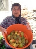 Balıkesir’in Ayvalık ilçesinde, kaktüs bitkisinin meyvesi olan dikenli incir Gülfidan