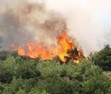 AYVALIK’TA YANGINA SORUŞTURMA Balıkesir’in Ayvalık ilçesinde çıkan yangın ile ilgili olarak bir kişinin