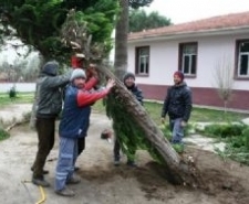 AYVALIK’TA ŞİDDETLİ FIRTINA AĞAÇLARI DEVİRDİ Balıkesir’in Ayvalık ilçesinin en büyük mahallelerinden biri olan Altınova’da dün