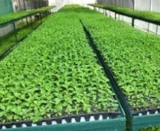 BURHANİYE’DE ŞEKER OTUNA BÜYÜK TALEP VAR Balıkesir’in Burhaniye ilçesinde, 5 yıldan bu yana üretimine başlanan Şeker