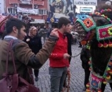 Her yıl geleneksel olarak düzenlenen “Edremit Deve Güreşleri” için hazırlıklar