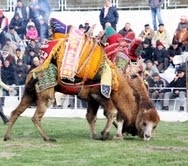  Kaz Dağları’nın eteklerinde geleneksel deve güreşleri heyecanı yaşanırken, kızgın develer