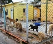 -KÖPEK BARINAĞI RENGARENK OLACAK Balıkesir’in Ayvalık ilçesinde, Körfezde köpek barınağına sahip olan tek belediye