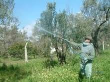 Balıkesir’in Burhaniye ilçesinde, zeytin hasadı tamamlanırken zeytin dal kanseri ve