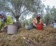 ZEYTİN HASADININ YÜZDE 60’INI KADINLAR YAPIYOR. Yaklaşık 11 milyon zeytin ağacı bulunan Balıkesir’de zeytin hasadında çalışan