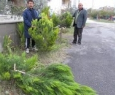  Balıkesir’in Edremit ilçesinde, kimliği belirsiz kişi yada kişilerce geceleyin kesilen