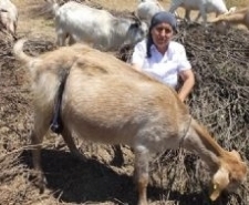 BU KEÇİLER GÖRENLERİ ŞAŞIRTIYOR Balıkesir’in Burhaniye ilçesinde, Bahadınlı köyüne yerleşen 2 çocuk annesi Neşe